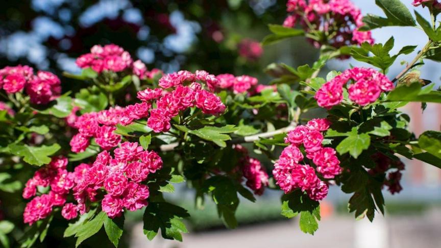 'Paul's Scarlet' bloeit met gevulde  karmijnrode bloemetjes.