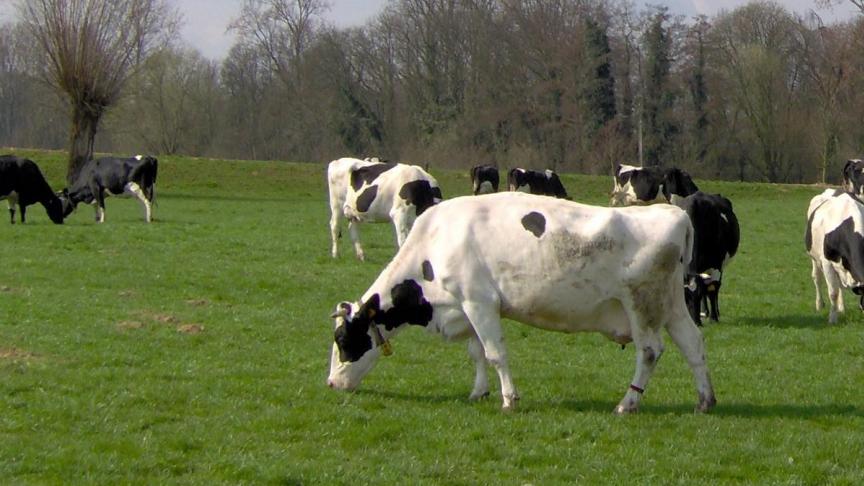 Het vergelijken van typen dierlijke productie is niet evident. Efficiënte kippen eten immers veel soja en granen, terwijl herkauwers heel wat nevenstromen uit de voedingsindustrie of zelfs gras opwaarderen tot menselijke voeding.
