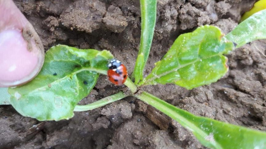 Op 7 mei waren er maar weinig velden met groene bladluizen.