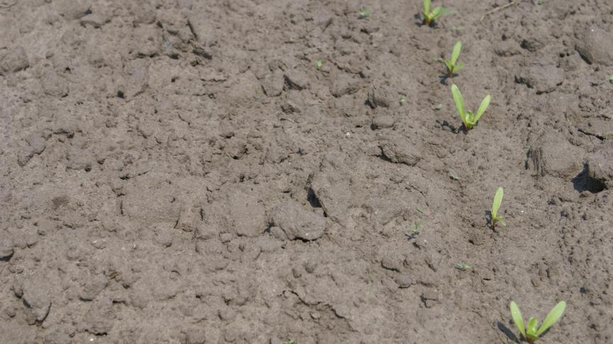Door de warmere temperaturen werden de laatste tijd meer plaaginsecten gespot.