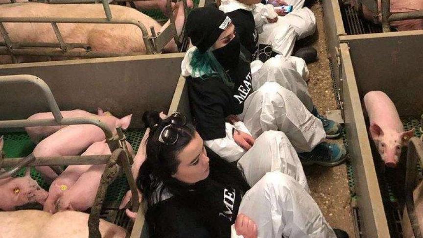 De dierenrechtenactivisten bezetten maandag een varkensstal in het Nederlandse Boxtel.