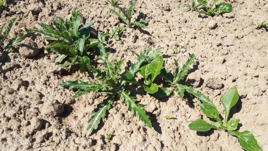 Middelen type ‘Matrigon’ werken uitstekend onder warmere omstandigheden tegen distel.