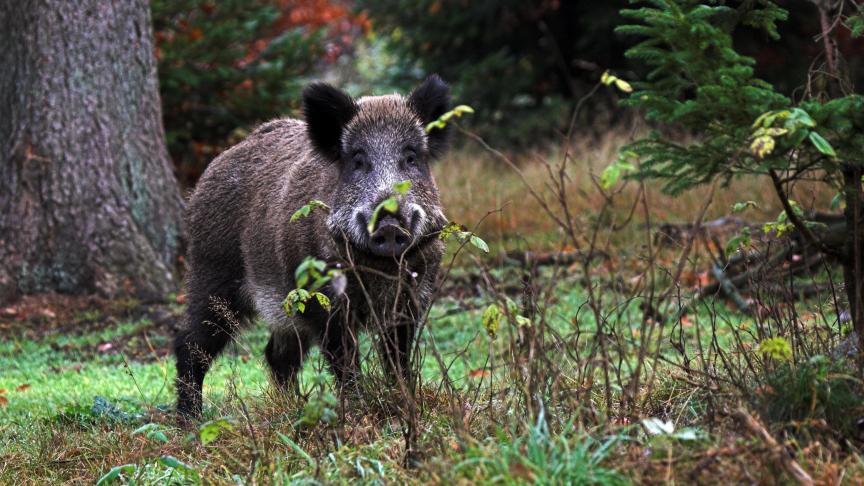 De populatie wilde zwijnen breidt uit.