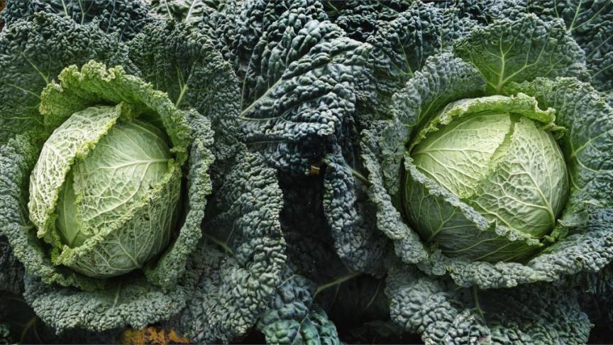 Savooikool kan tijdens de winter gewoon in de moestuin blijven.