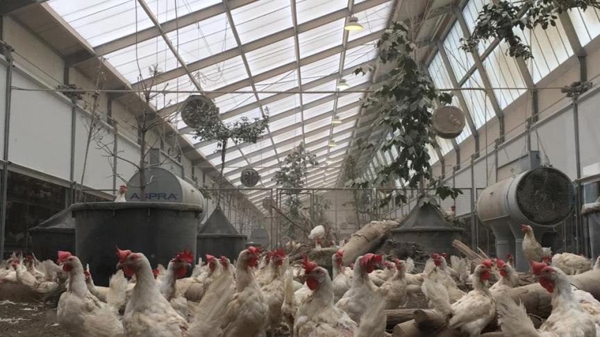 Ook bij de Kipster-stal tracht men de hoeveelheid fijnstof te reduceren. Bemerk de ASPRA® Agro van Smits Agro, één van de geteste technieken in de studie.