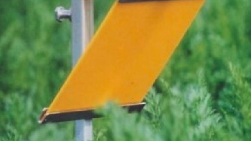 Als de wortel, pastinaak of knolselder gezaaid of geplant zijn, plaatst Inagro de vallen op de ‘gevoelige’ plaatsen in het veld.