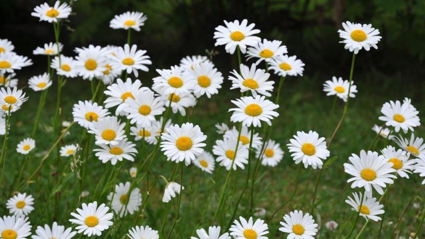 Leucanthemum vulgare of de wilde margriet.