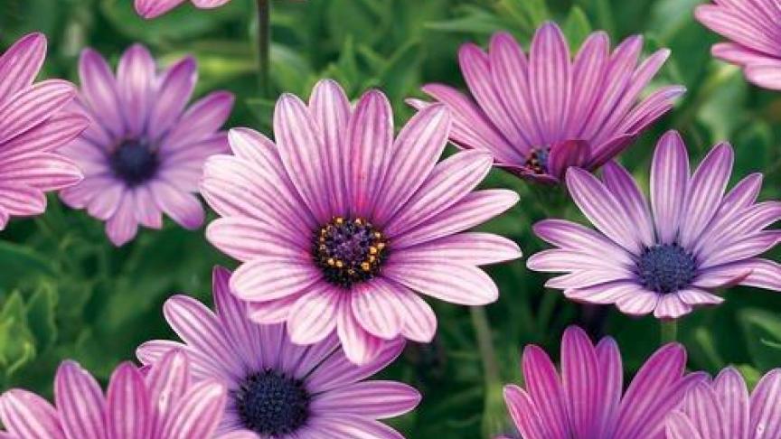 Osteospermum of Kaapse margriet.