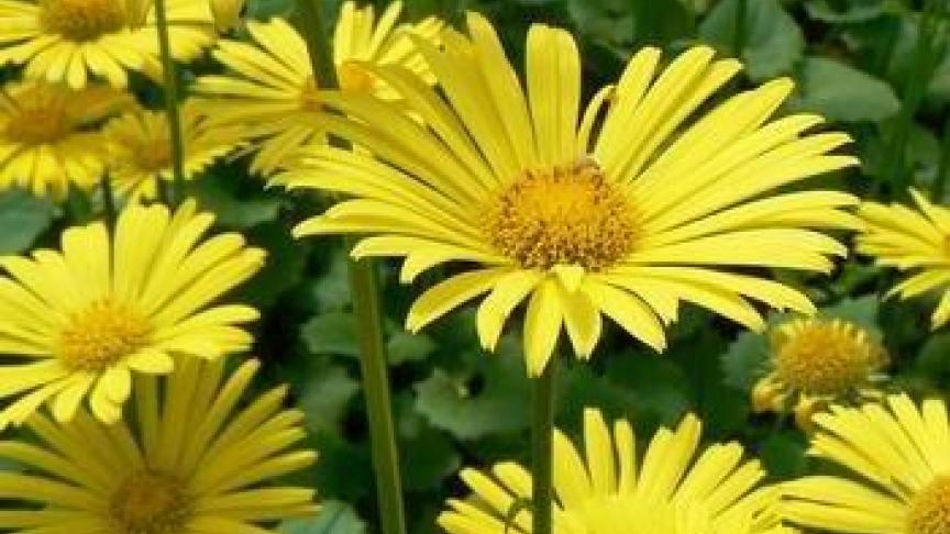 Doronicum orientale of voorjaarsmargriet.