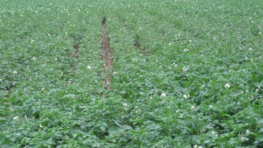 Het aardappelcystenaaltje kan een valplek veroorzaken in het perceel.