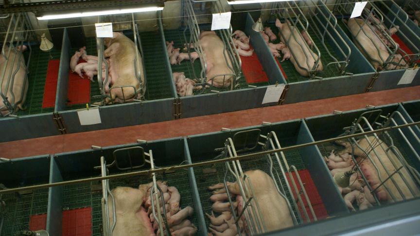 Varkenshouders doen vooral een beroep op Veepeiler in het geval van vruchtbaarheidsproblemen zoals te veel doodgeboren biggen, verwerpers of herlopers of problemen met de spermakwaliteit.