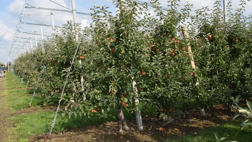 appel onder netten 3