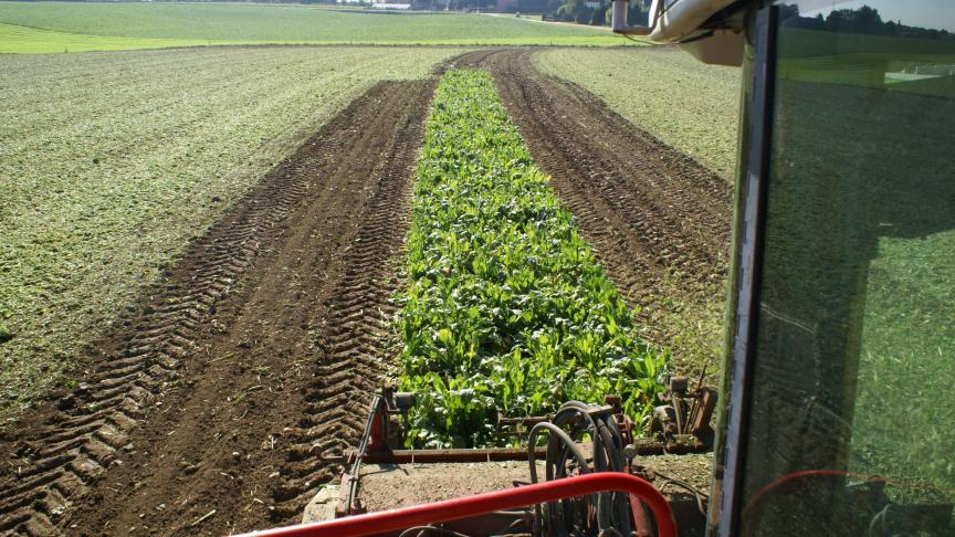 De ideale oogstdatum ligt ieder jaar anders, maar wie veel later dan zijn/haar collega’s oogst, krijgt problemen.