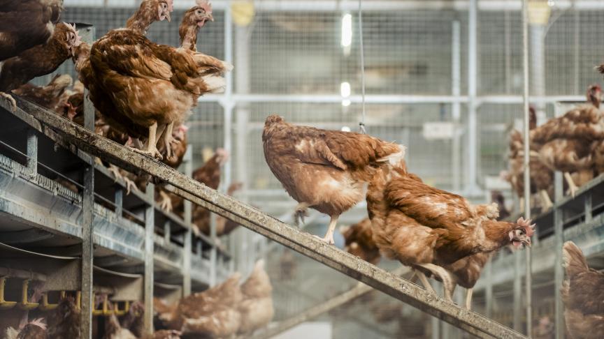 De leerstoel Poultry Heath Sciences werd opgericht om de brug te vormen tussen academisch onderzoek, onderwijs en de pluimveepraktijk, én om de wereldwijde leidende rol van Vlaanderen in dit domein nog meer te versterken.