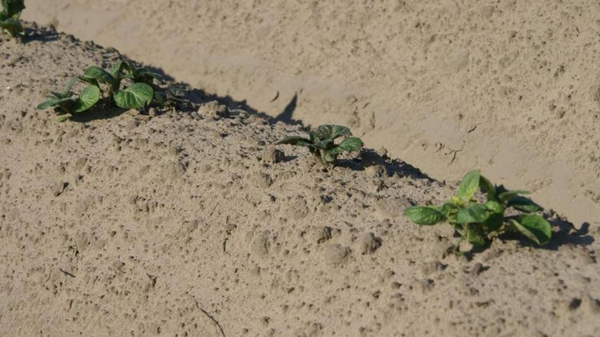 De markt voor Fontane en Challenger is stabiel.