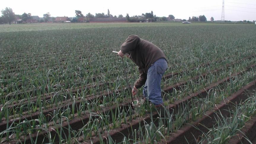 De bodem is de basis van een gezond gewas en een goede opbrengst. BodemIDee geeft land- en tuinbouwers een goed overzicht van chemische, biologische en fysische parameters van hun bodem.