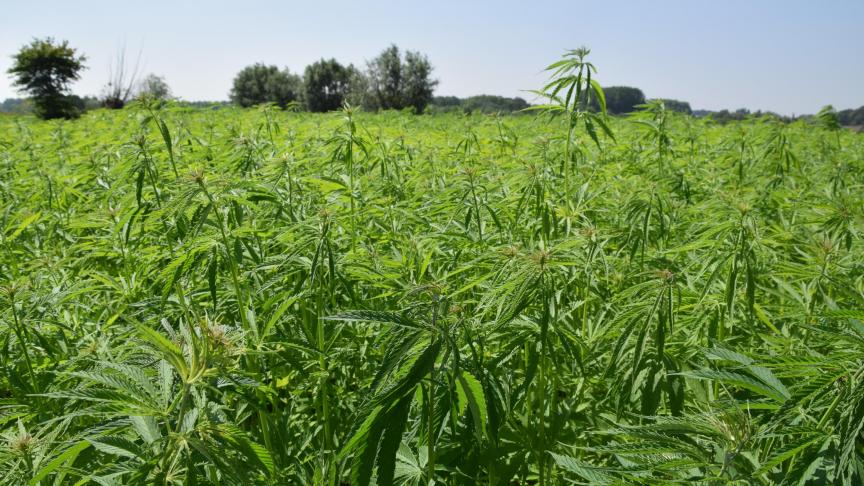 Om de keten rond hennep verder op te zetten, is er nood aan een oogstmachine.