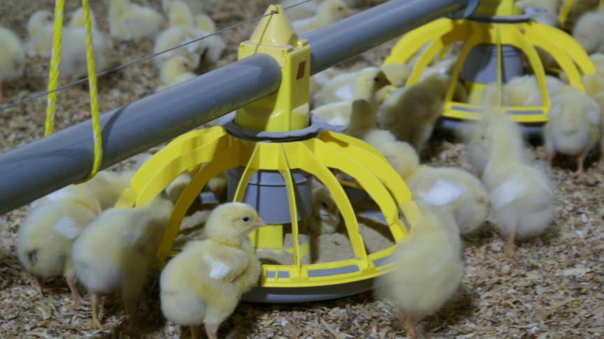 De Belgische pluimveehouderij is de afgelopen 10 jaar fors gegroeid.