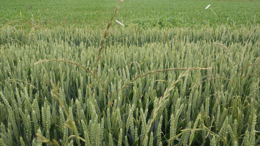 Resistent raaigras komt voorlopig nog niet veel voor in België.