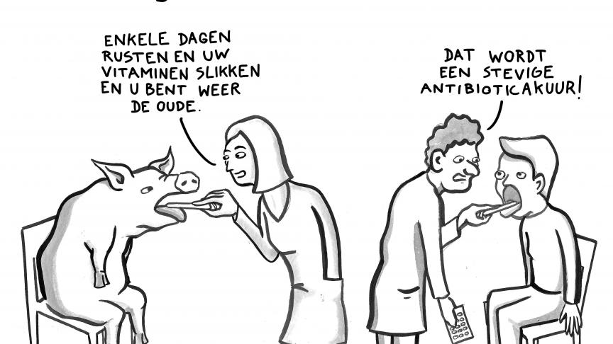 De Belgische veehouderij maakte opnieuw vooruitgang in het terugdringen van het antibioticagebruik.