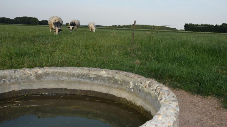 Een veedrinkbak wordt tijdens extreme hitte vaak bezocht door dorstige dieren op en rond het erf, maar door de steile wanden geraken sommige er niet meer uit en kunnen ze verdrinken.