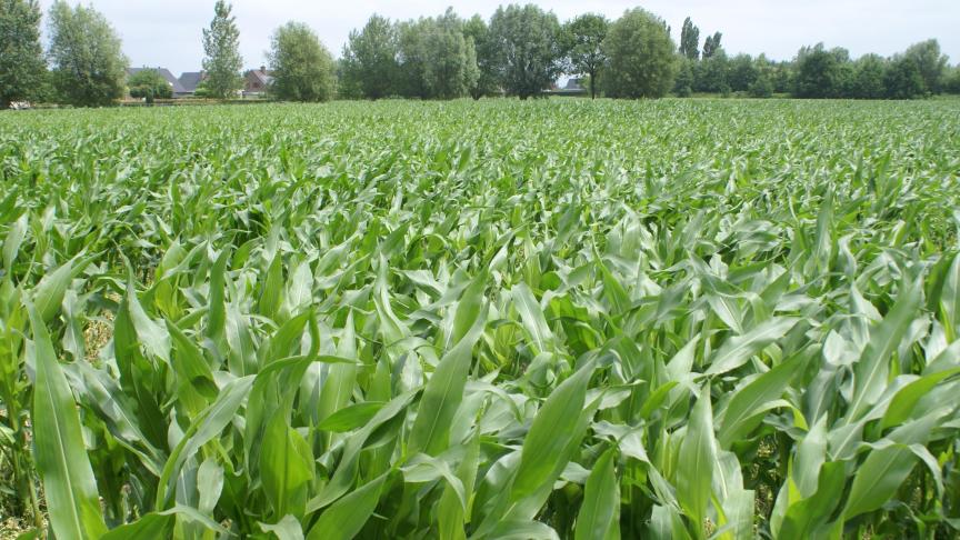 Normaal is het grootste gevaar op schade door bladluizen nu geweken.