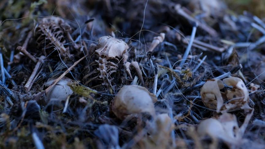 Vogelbescherming Vlaanderen en de Vereniging voor Ecologisch Leven en Tuinieren laten onderzoeken of pesticidengebruik leidt tot verhoogde sterfte onder mezen.