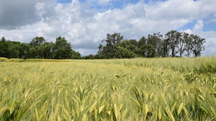 Op de Pibo-velden waren er zeven nieuwe gerstrassen te spotten.