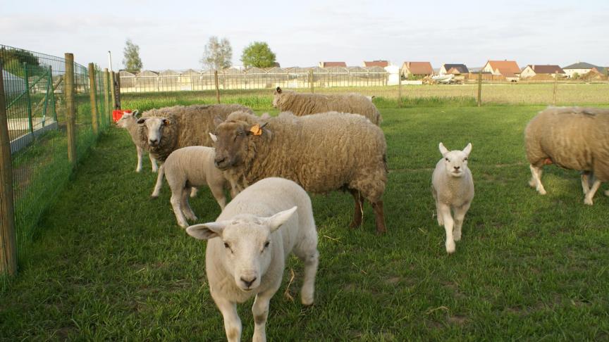 Om alle weides te beveiligen, is 600 kilometer aan hekwerk nodig.
