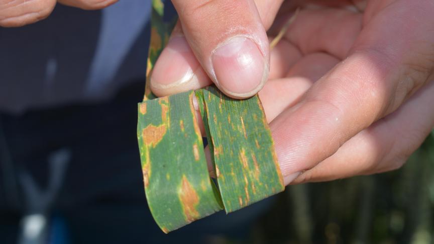 Ascosporen van Septoria, die de plant hetzij via opspatting (links), hetzij via de wind (rechts) hebben besmet.