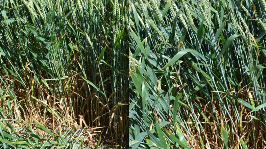 Een late toepassing van XPro (aarvorming, 29 mei, links) vergeleken met een vroege (laatste blad ontrold, 22 mei, rechts) in wintertarwe.