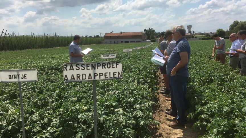 Verschillende friet- en chipsrassen werden naast elkaar vergeleken.