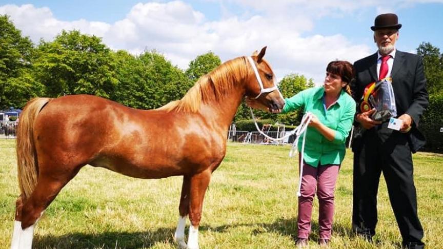 Driesjeshoeve Nativio van familie Daelemans uit Puurs werd in Alden-Biesen algemeen jeugdkampioen.