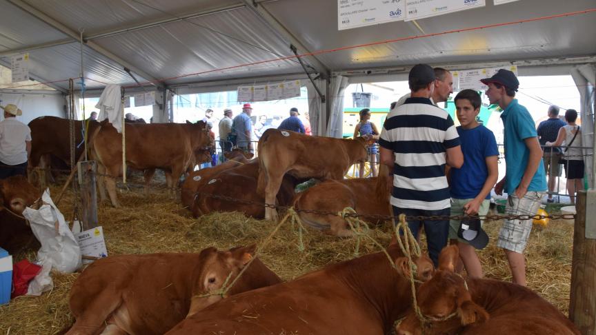 De beurs telt circa 3.500 dieren. Voor de veeteelt is deze beurs een belangrijke ontmoetingsplaats.