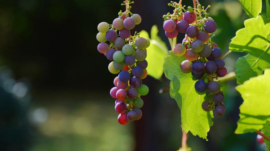 Frankrijk verwacht dit jaar een lageren wijnproductie.