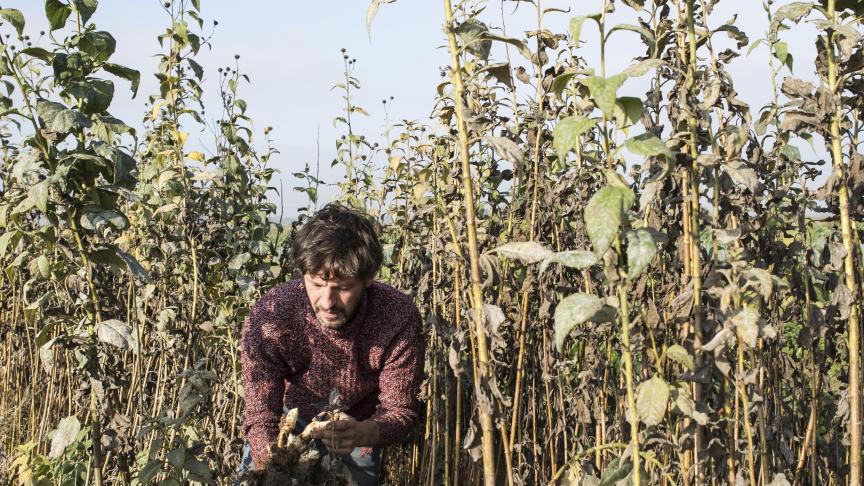 Dries Delanote houdt van het ouderwetse handwerk. Ook omdat hij niet wil dat ook maar 1 onderdeel van de plant verloren gaat.