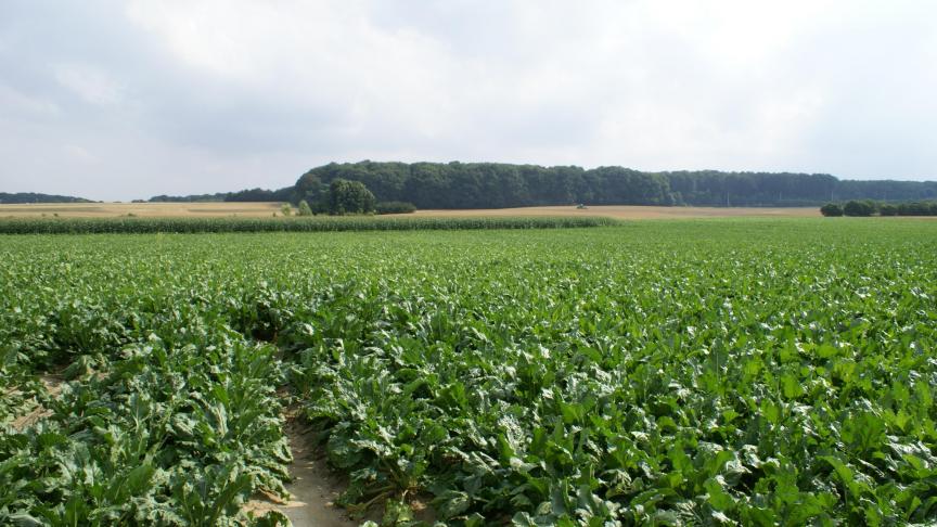 Bij dit droog weer evolueren de bladziekten relatief langzaam.