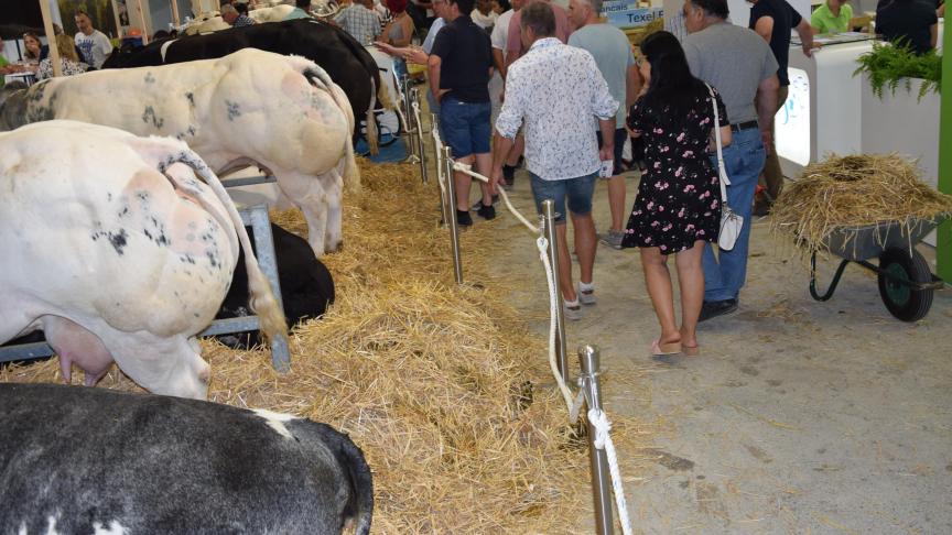 20180726_libramont_AV (164)witblauw