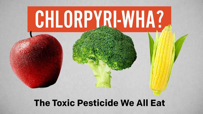 Chloorpyrifos is al een hele tijd controversieel.