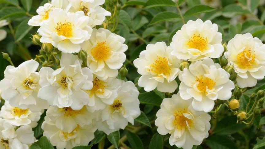 Liaanrozen die nu nog gekweekt worden zijn vaak zaailingen of mutanten van wilde rozensoorten.