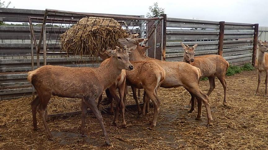 Slechts 0,5 % van de bedrijven heeft meer dan 100 herten.