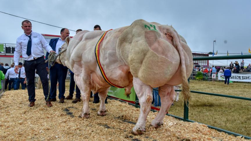 Tarzan de Cobreville (Poltron x Harpon) kampioenstier. Eig.: Christophe en Pierre-Henri Lequeux, Vaux-sur-Sûre.