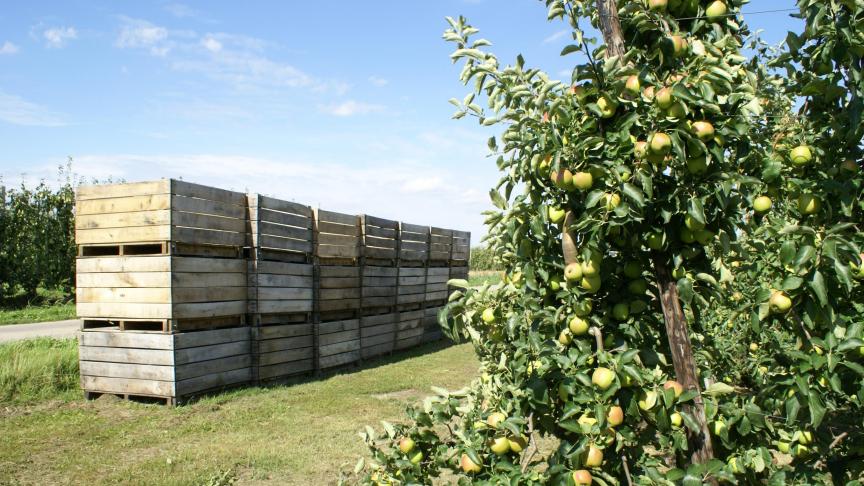 Volgens Prognosfruit wordt de Europese appelproductie geschat op 10,5 miljard kg, 20% lager dan de record-appeloogst van vorig seizoen. In vergelijking met de oogsten van de laatste drie seizoenen, is dit een daling van 8%.