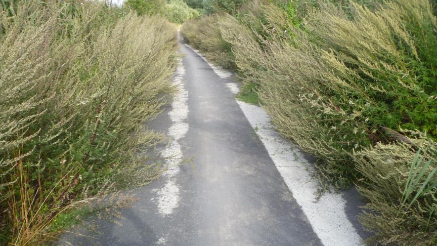 De bestrijding van de akkerdistel is wettelijk verplicht, benadrukt ere-provincieraadslid De Cuyper.