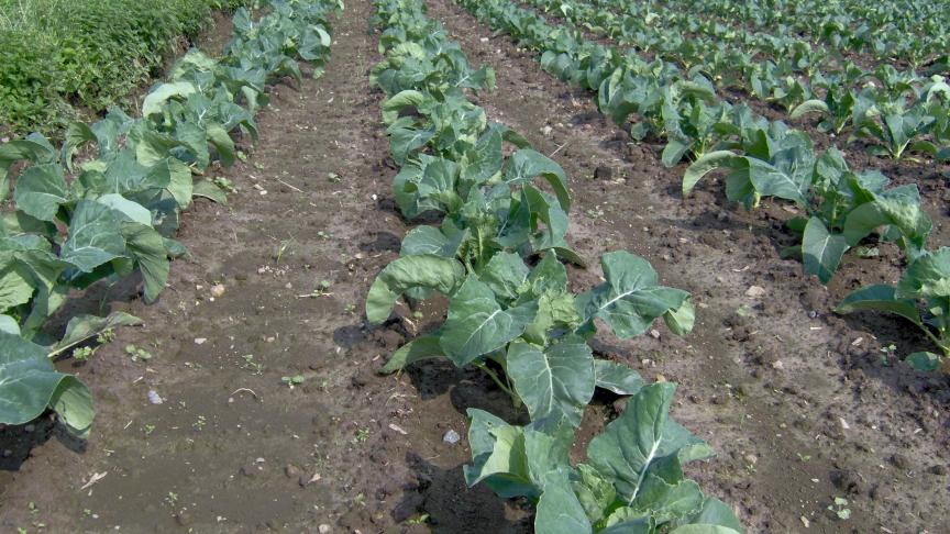 Chloorpyrifos is sinds 2006 toegelaten in de EU en wordt onder meer gebruikt om kolen te beschermen tegen bodeminsecten.