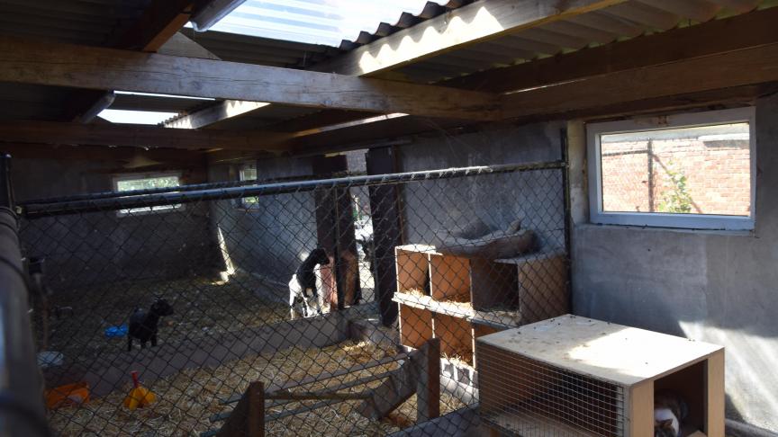 In het ‘knuffelhoekje’ zijn er konijnen, kippen en geitjes die de kleintjes kunnen knuffelen.