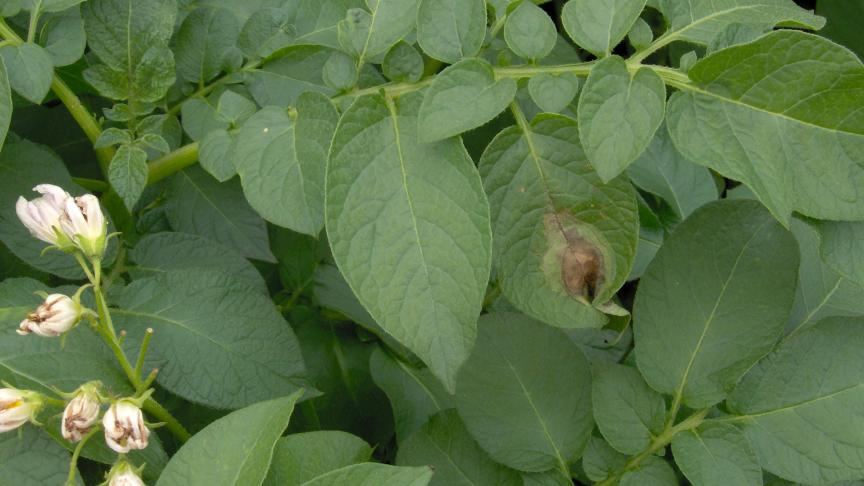phytophthora