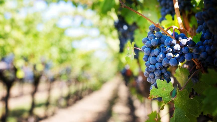 De Franse wijnproductie zou dit jaat 12
% lager liggen.