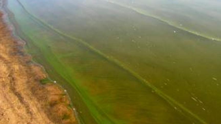 Recent werden nieuwe blauwalghaarden vastgesteld in het kanaal Dessel-Kwaadmechelen en in de Schelde-Rijnverbinding waardoor hier een bijkomend captatieverbod geldt.