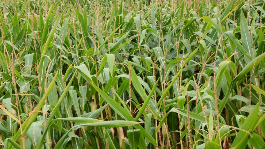 De stijgingen in droge stof op weekbasis gaan van 2% tot 4%. Als dit tempo zich verder zet, zal er binnen twee weken al redelijk veel maïs hakselrijp zijn.